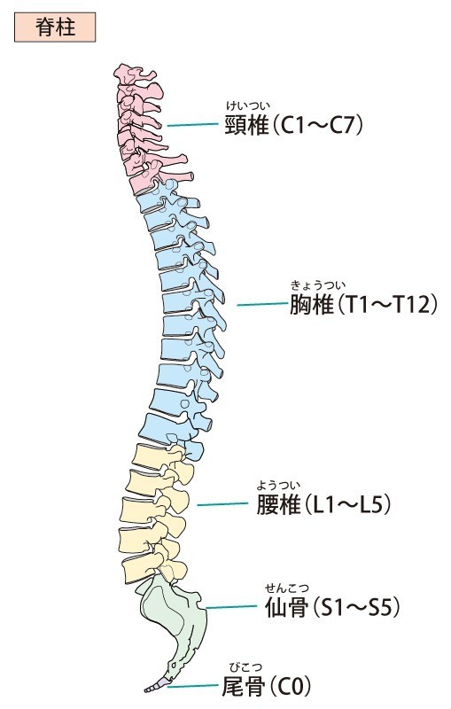 背骨を横から見た図